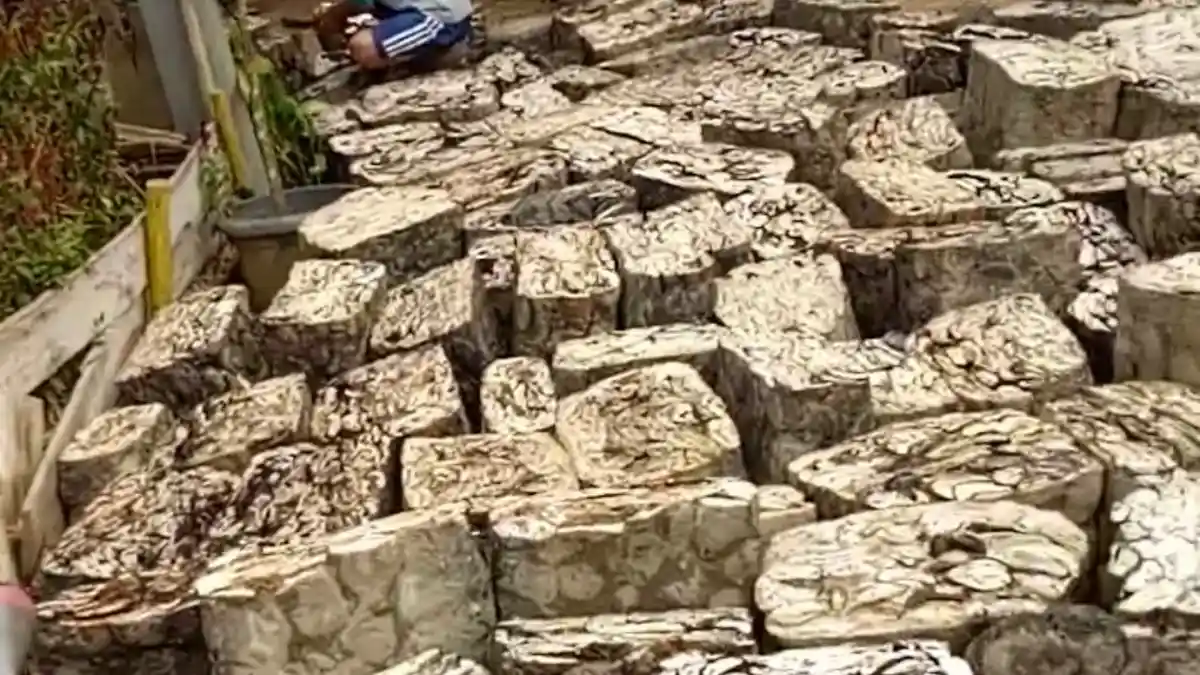 Membaik, Harga Karet di Batanghari dan Muarojambi Saat Ini, Slab Kotor Rp7.600 per Kg