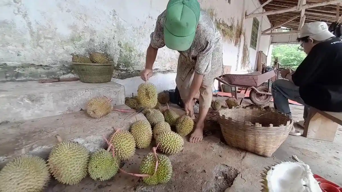 Menikmati Durian Masak Pohon Langsung Dari Kebun di Lumajang