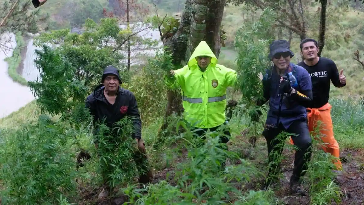 Kronologi Temuan Ladang Ganja di Bone, Bermula dari Penangkapan Eks Mahasiswa Pecinta Alam