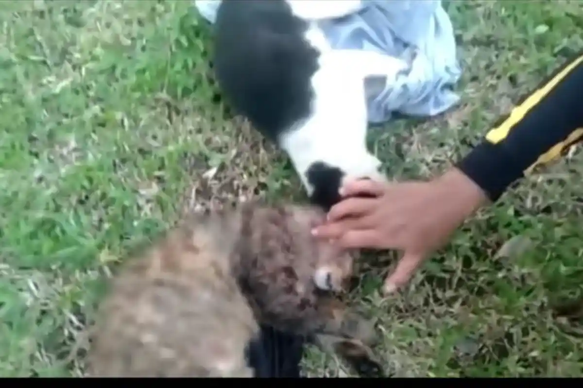 Kejamnya Jenderal TNI NA di Seko AD, Tembaki Kucing Bunting, Tiga Mati Kepala Tertembus Peluru