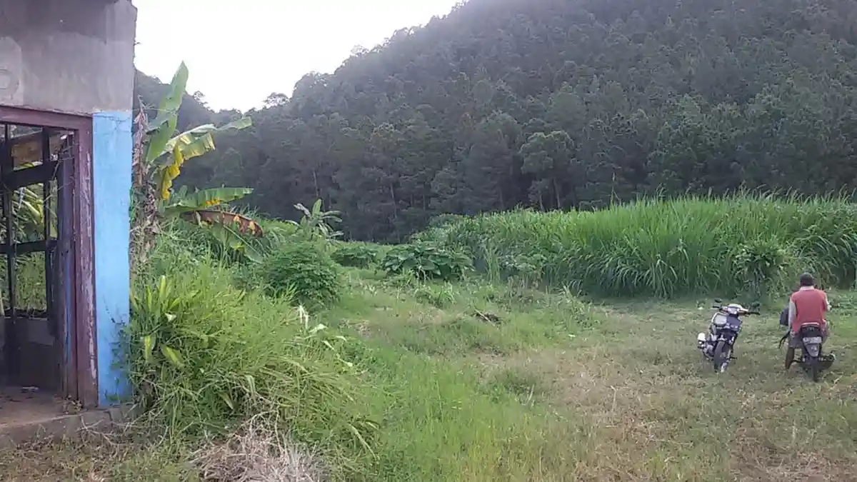 Bekas TPA Sampah Ngaglik Ditanami Rumput Gajah