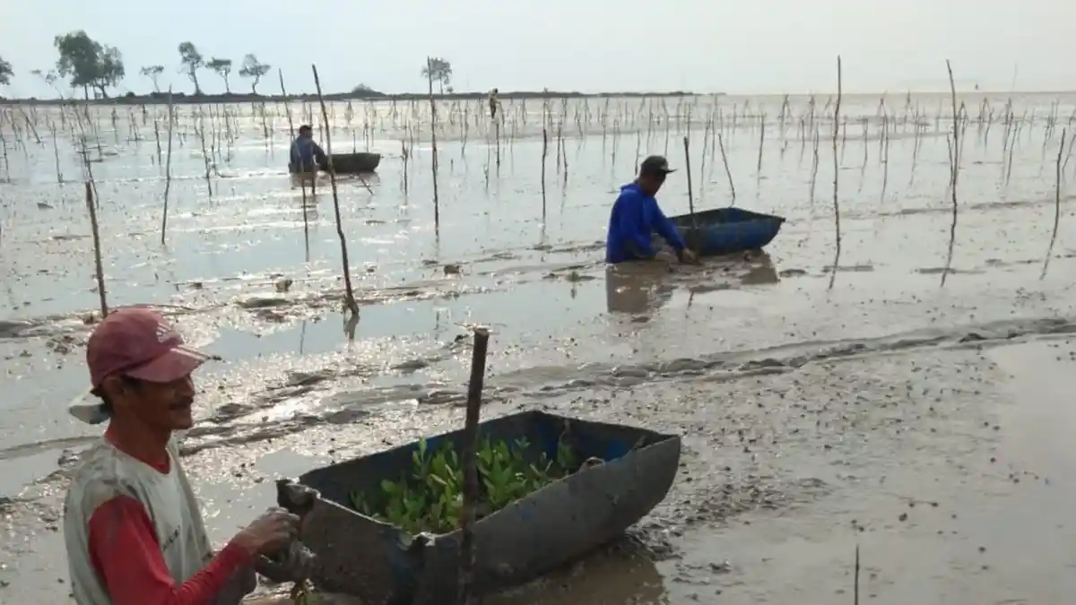 Peringati Hari Mangrove Sedunia, BRGM Perkuat Komitmen Percepatan Rehabilitasi Mangrove