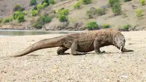 Komodo-di-TNK-0005.jpg