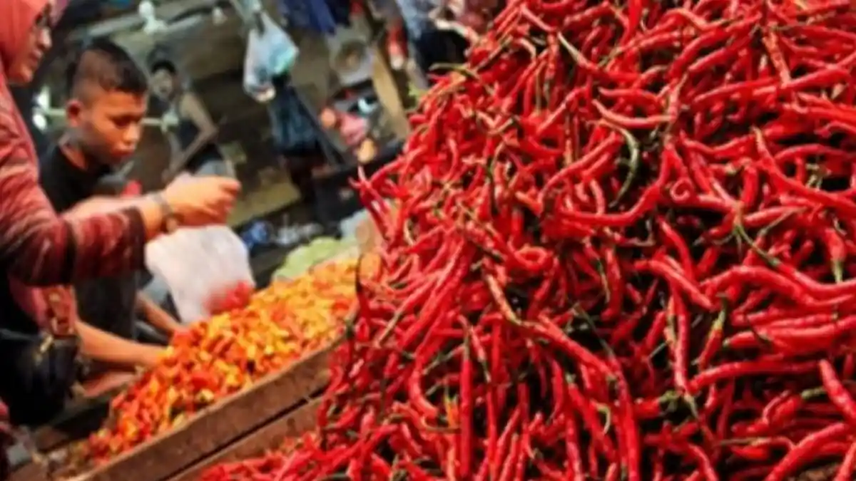Harga Cabai Jatuh, Kementan RI Langsung Siapkan Beberapa Solusi Efektif