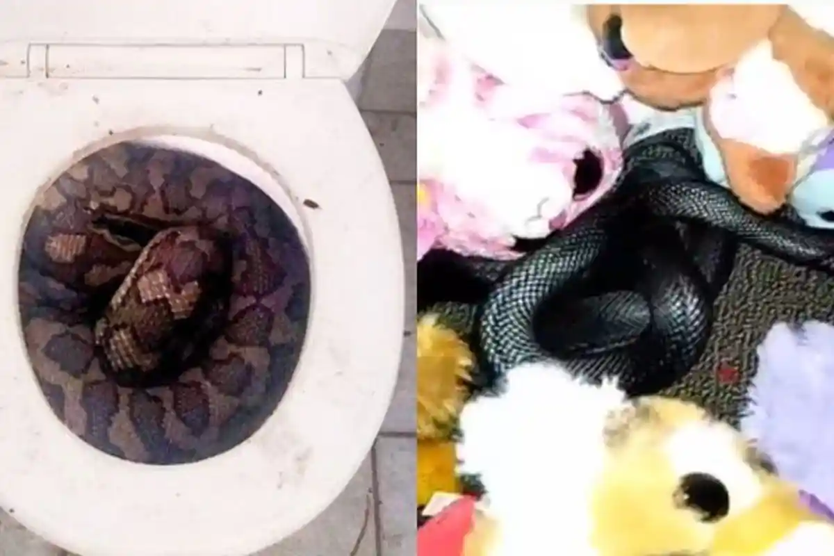 Waspada! Ini 7 Tempat Favorit Ular untuk Bersembunyi, Mulai Mainan Anak Hingga Dalam Sepatu