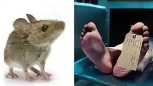 ilustrasi-korban-hantavirus-dan-tikus-sebagai-media-penularan.jpg