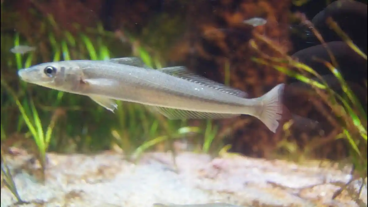 4 Rahasia Ikan Bebulus Belitung, Kandungan Gizinya Tak Terdeteksi