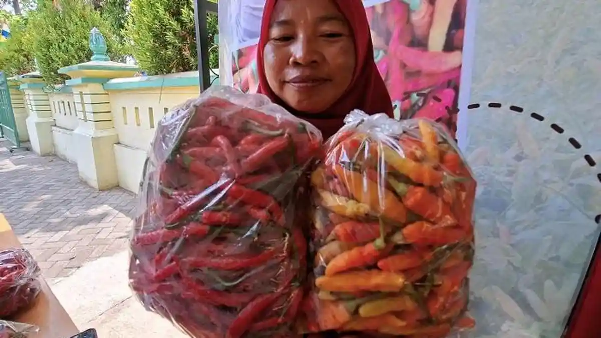 Panen Raya Melimpah, Cabai Kulon Progo Siap Penuhi Pasar Meski Harga Melesat