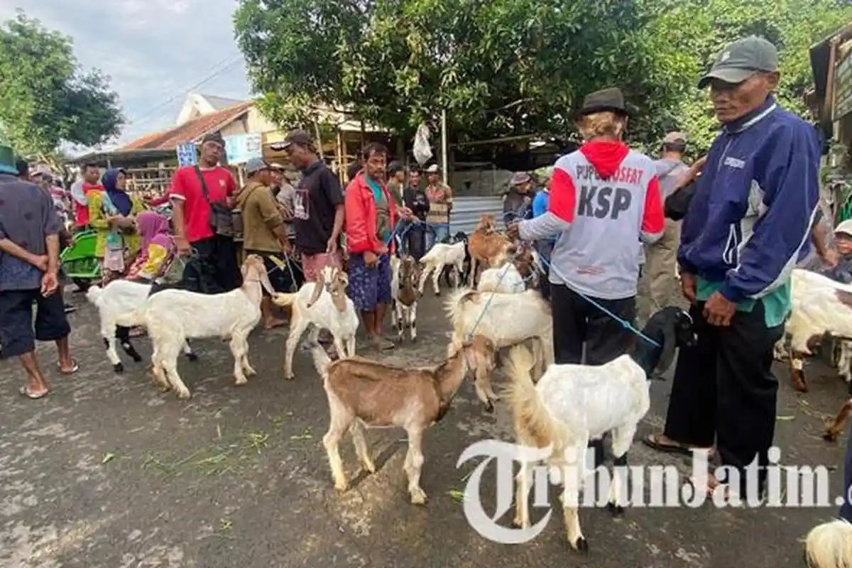 PMK Merebak di Ponorogo, Harga Sapi Merosot Sampai 50 Persen, Harga Kambing Ikut Anjlok