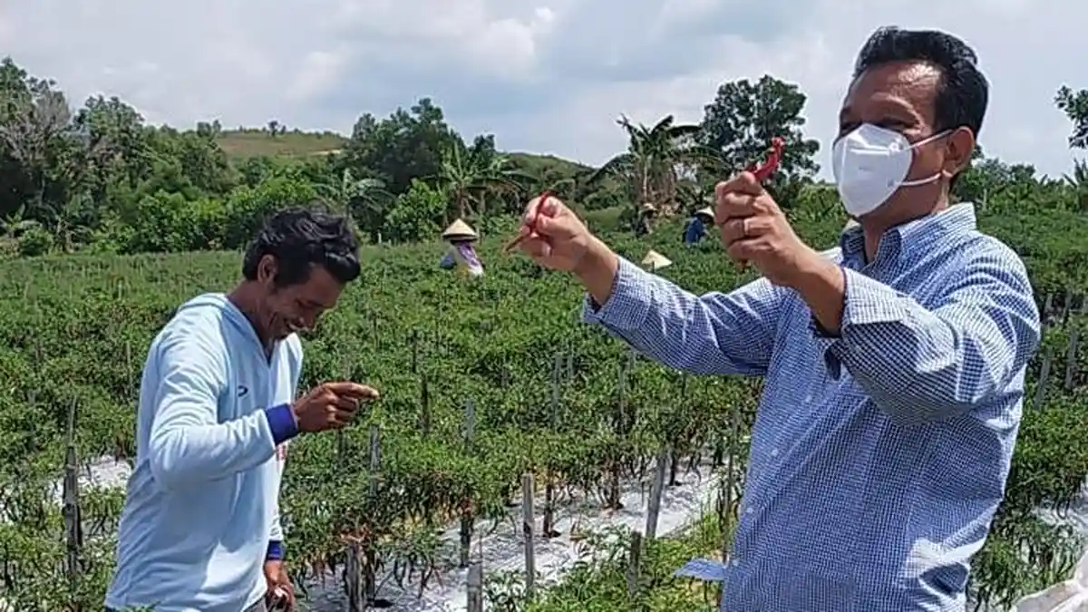 Senator Kepri Dorong Usaha Budidaya Cabai di Batam