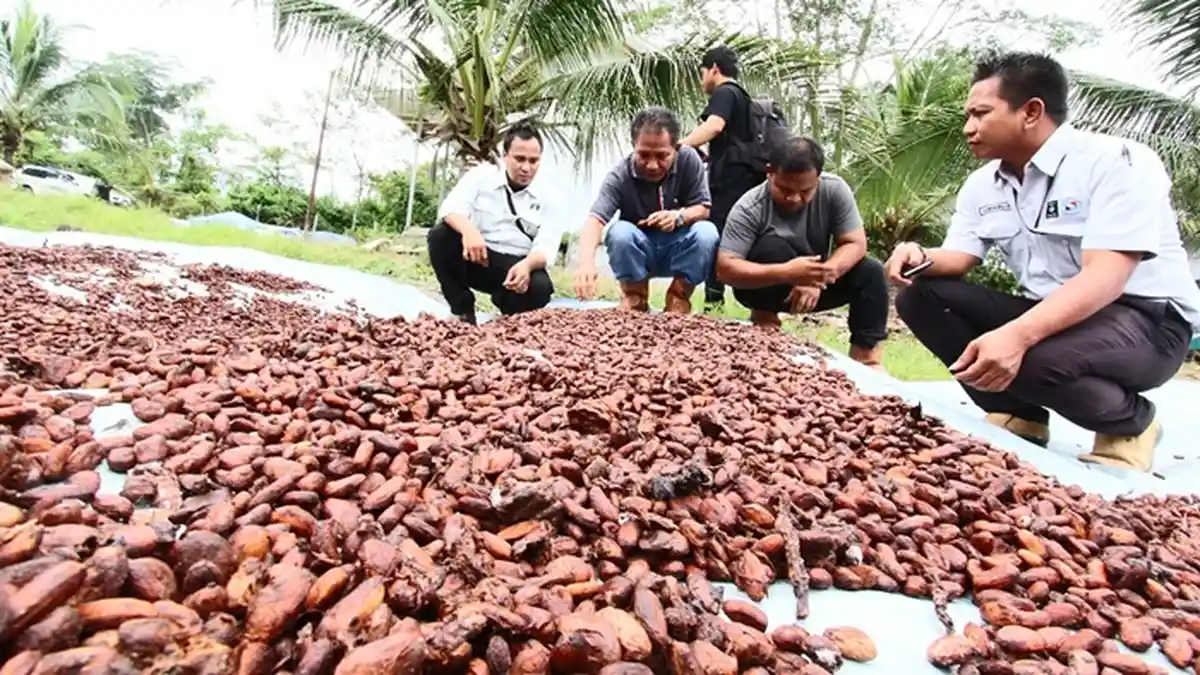 Produsen Cokelat Asal Prancis Lirik Biji Kakao Asal Kabupaten Berau