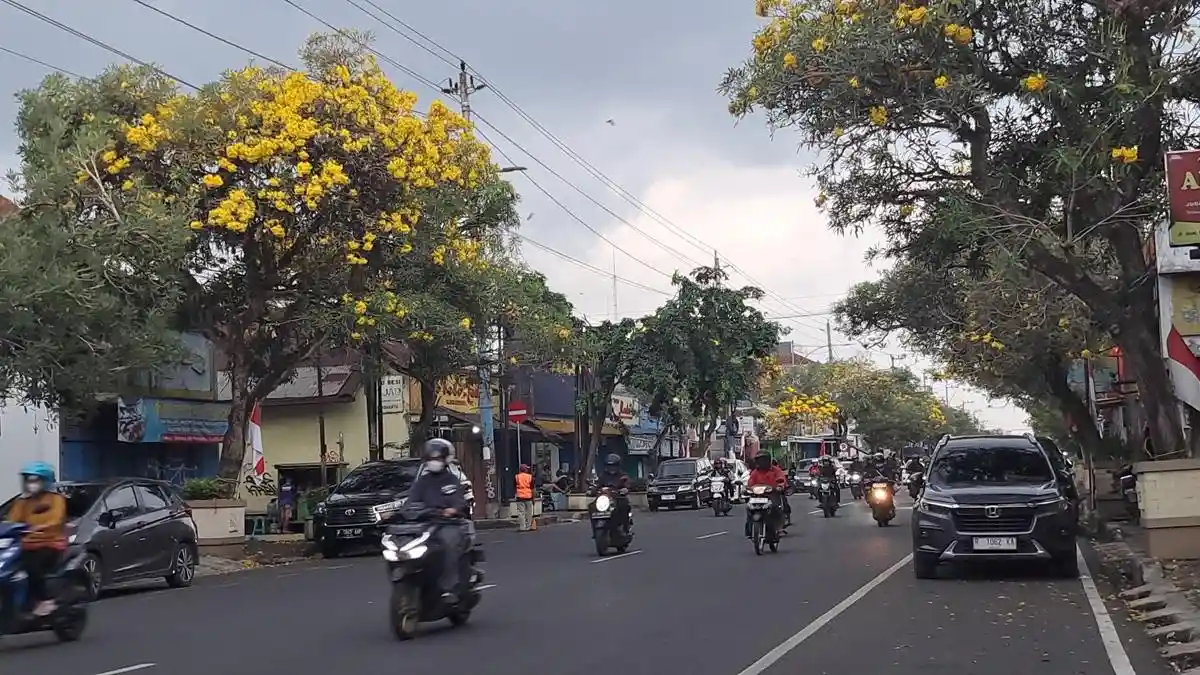 Faktor Cuaca, Bunga Tabebuya di Jalan Jensud Purwokerto Terancam Tak Mekar Sempurna