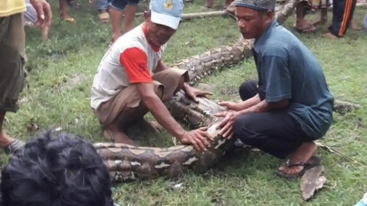 Kronologi Siswa SMP Tewas Dililit Piton 7 Meter, Teman Korban Pukul Ular tapi Malah Diserang
