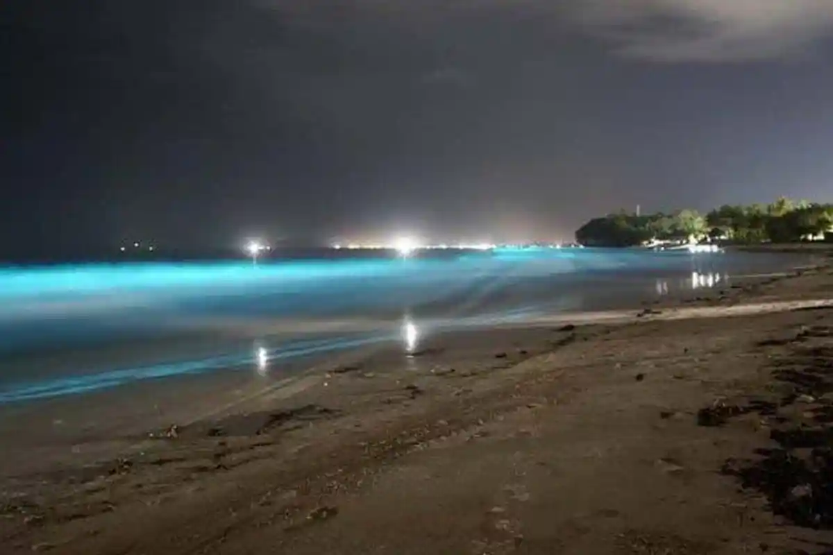 Pantai di Pesibar Lampung Air Mulai Berbusa dan Mengeluarkan Bau Busuk, Efek Fenomena Bioluminescene