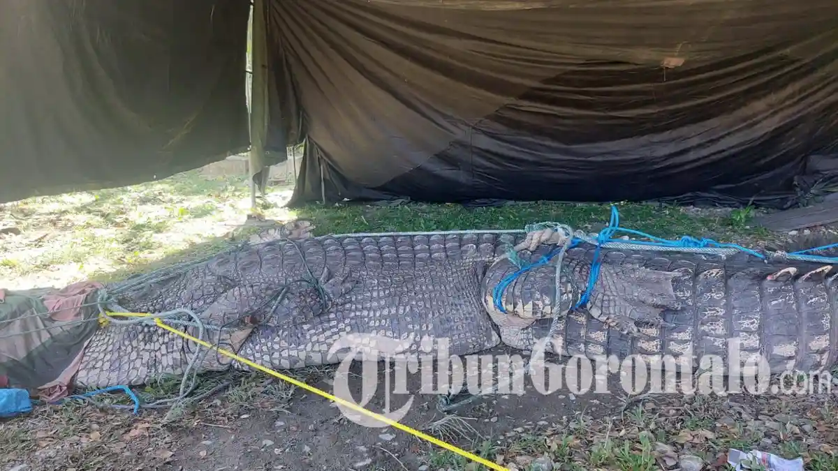 Buaya Tangkapan Warga Gorontalo Utara Ternyata Baru Selesai Kawin, Si Jantan Melarikan Diri