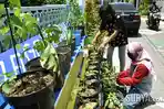 warga-jetis-kulon-surabaya-tanam-sayur-dan-herbal.jpg