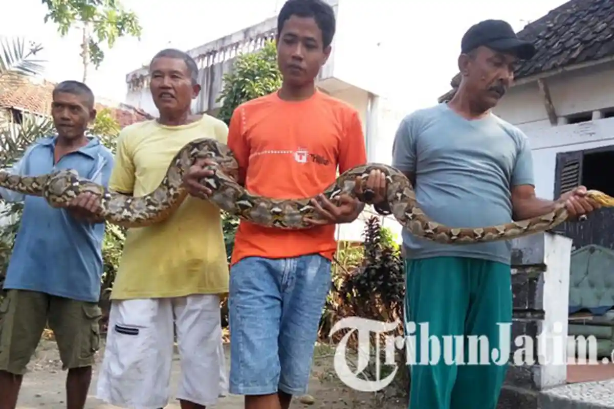 Buru Ular Sanca Kembang Raksasa di Goa Unengan Mojokerto, Tim BBKSDA Jatim Temukan Jejaknya