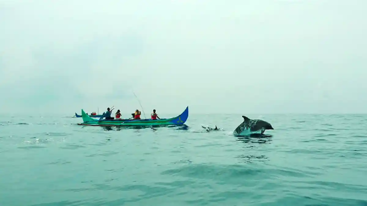 Mau Main Sama Lumba-lumba Datang ke Pantai Ini Saja, Bisa Lihat Penyu dan Snorkeling Juga