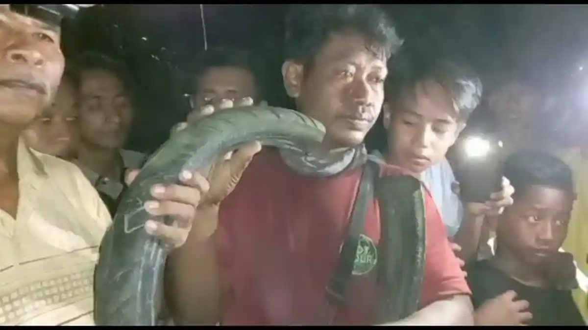 Tak Langsung Tangkap Buaya Berkalung Ban, Tili Rutin Minum Air Sungai Palu dan Ritual di Malam Jumat