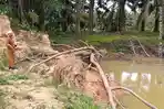 Warga Was-was, Abrasi Tanggul DAS Arakundo di Aceh Timur Semakin Parah