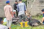 20260528_PWI-dan-SMSI-Hewan-Kurban-Idul-Adha.jpg