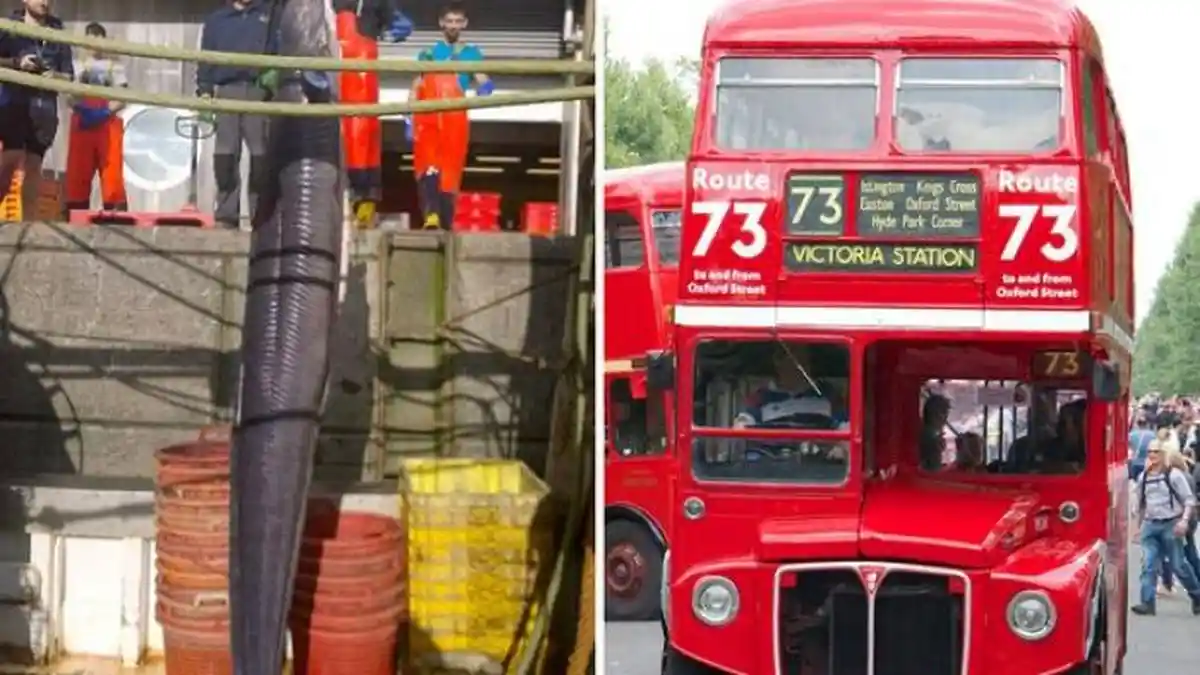 Belut Raksasa Panjangnya Melebihi Ketinggian Bus Tingkat