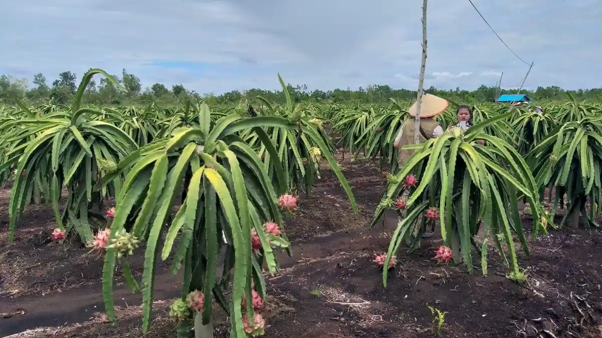 Buah Naga Lahan Gambut Kalimantan Tengah