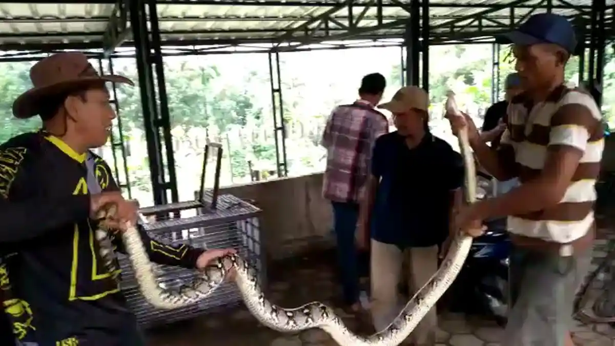 Bebek Peliharaan Kerap Hilang Misterius, Warga Kayumanis Geger saat Temukan Ular Sepanjang 5 Meter