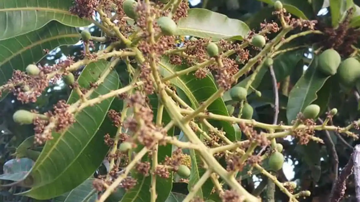 MENGAPA Bunga Mangga Dapat Berubah Menjadi Buah & Bagaimanakah Bentuk Bunga Mangga ?