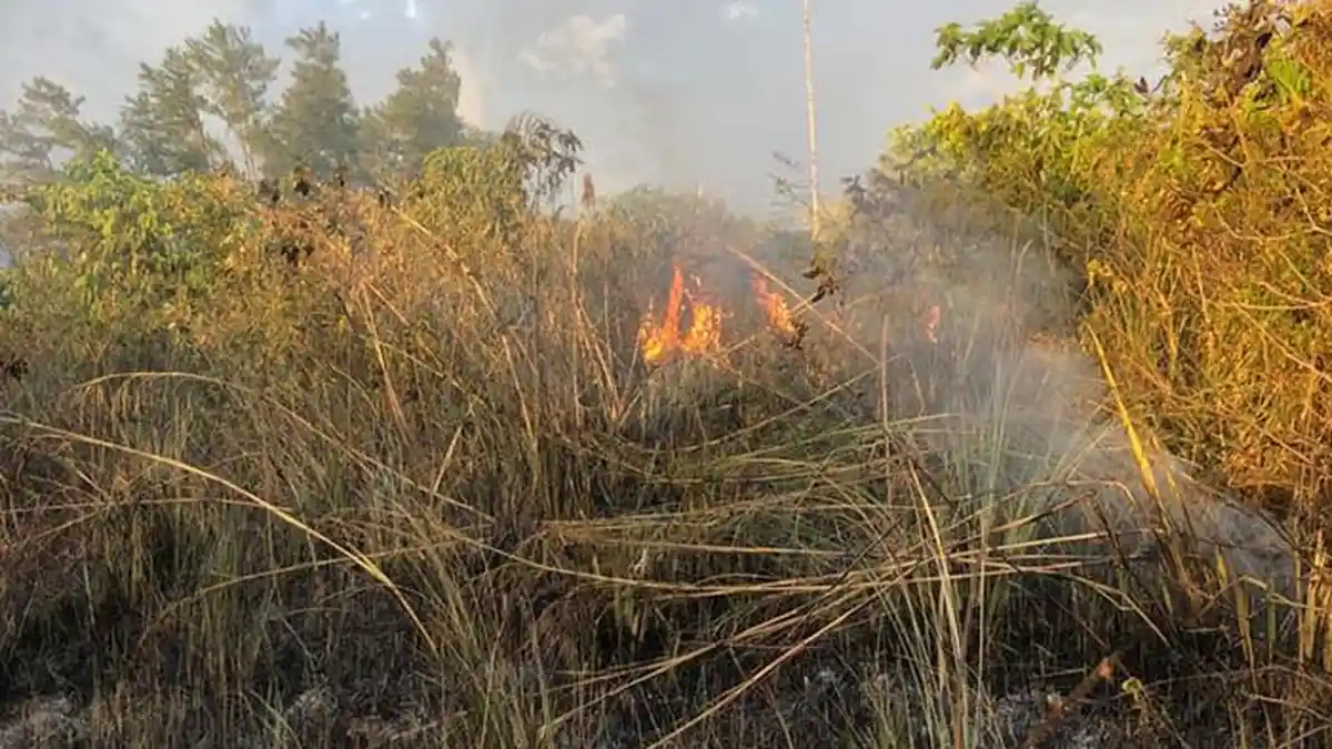 Seluas 1 Hektare Hutan Palapa Lembah Seulawah Terbakar