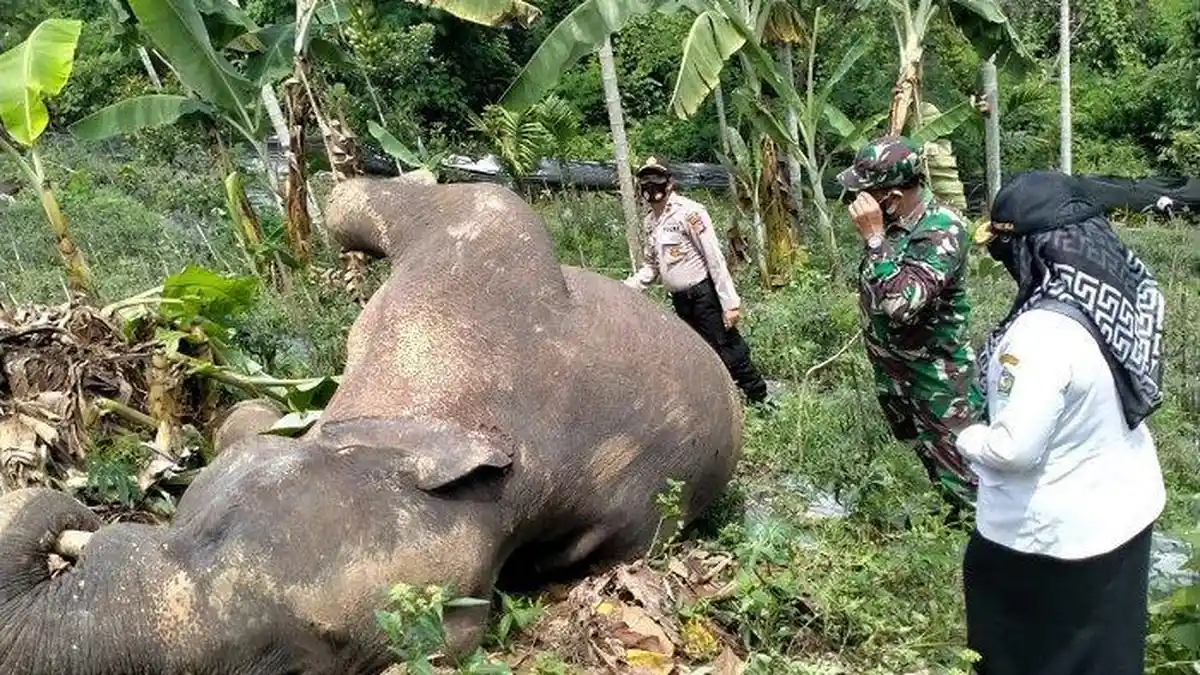 Gajah Jantan Ditemukan Mati di Kebun Cabai Milik Warga Pidie Aceh, Diduga Terperangkap Jeratan Babi
