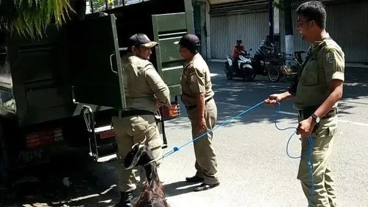 Unik! Satpol PP Kabupaten Sampang Tangkap 8 Kambing yang Kerap Memamah Celana Dalam Warga