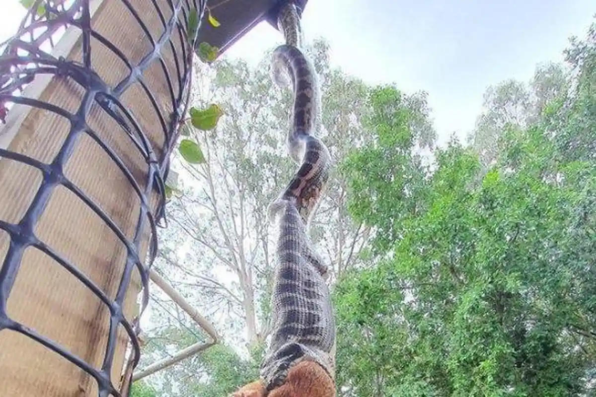 Viral Video Ular Piton 19 Meter Bergelantungan di  Atap sedang Makan, Mackenzie Kaget