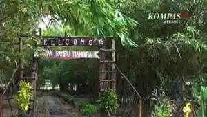 papua/Taman-Bambu-di-Taman-Mandira-Loka-Merauke.jpg