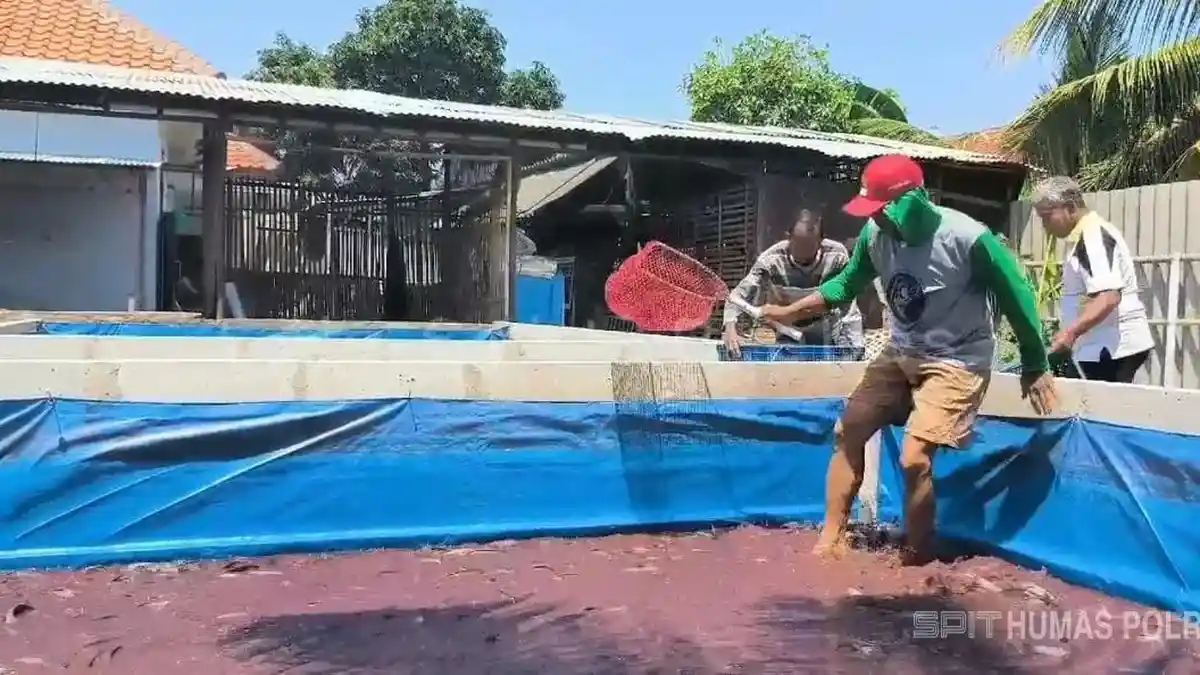 Aiptu Yustar, Polisi Brebes yang Sukses Budidaya Lele dari Lahan Pekarangan