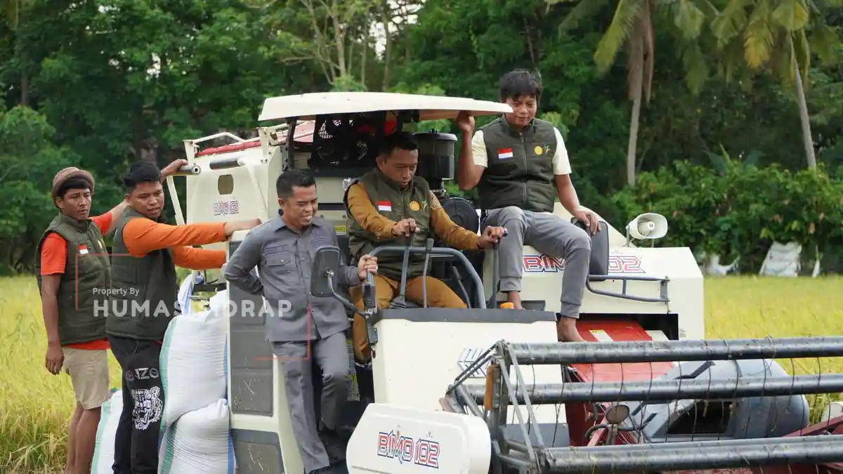 Bupati Sidrap Operasikan Combine Harvester Saat Panen Raya IP 300 di Desa Mario