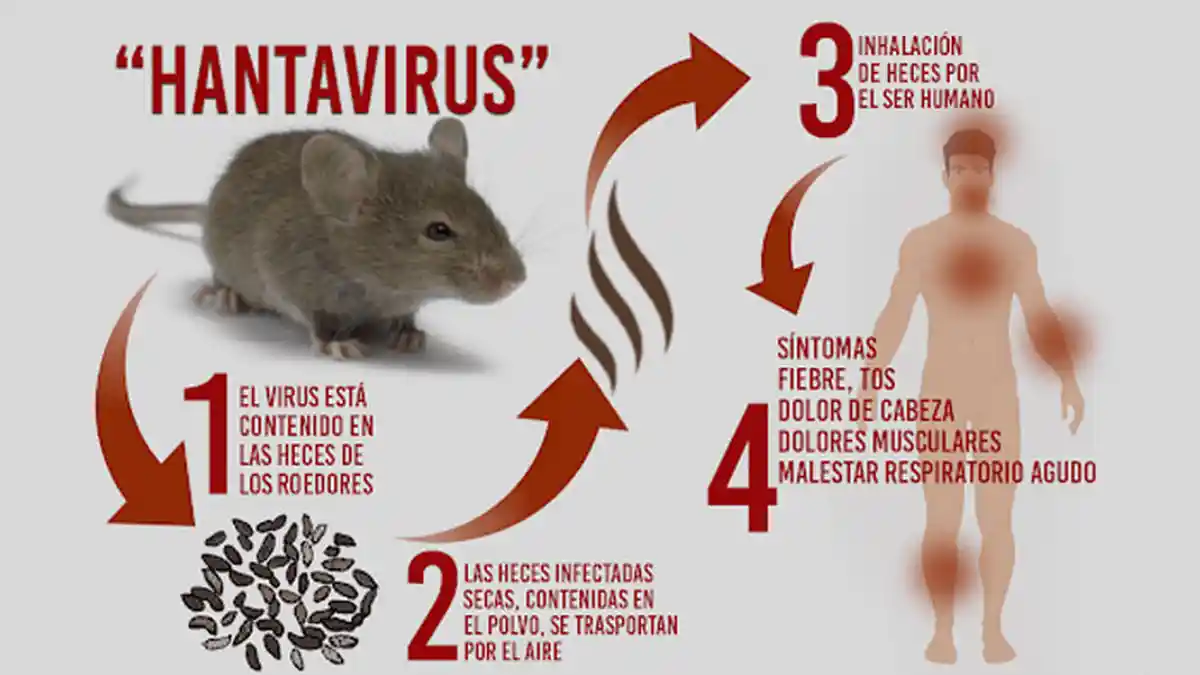 Perbedaan Hantavirus dengan Virus Corona yang Sama-sama Berasal dari China, Bahaya Jika Terinfeksi