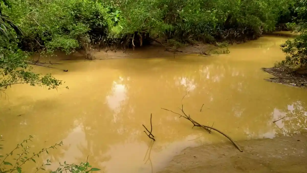 Sorot Banjir di IKN Nusantara, Forest Watch Indonesia Menilai Tingginya Perubahan Tutupan Hutan