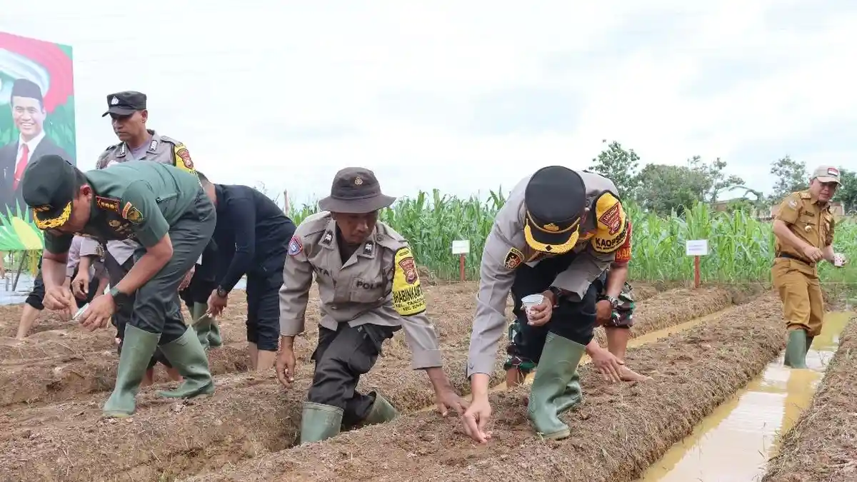 Polresta Bengkulu Ikut Tanam 1 Juta Hektare Jagung, Dukung Program Nasional Polri dan Mentan