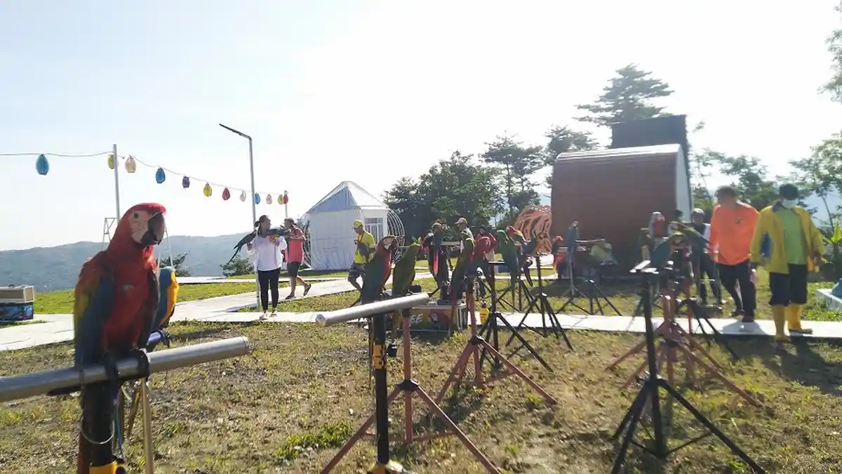 Puluhan Burung Macaw Diterbangkan dari Pucuk Omahe Opa Kendal