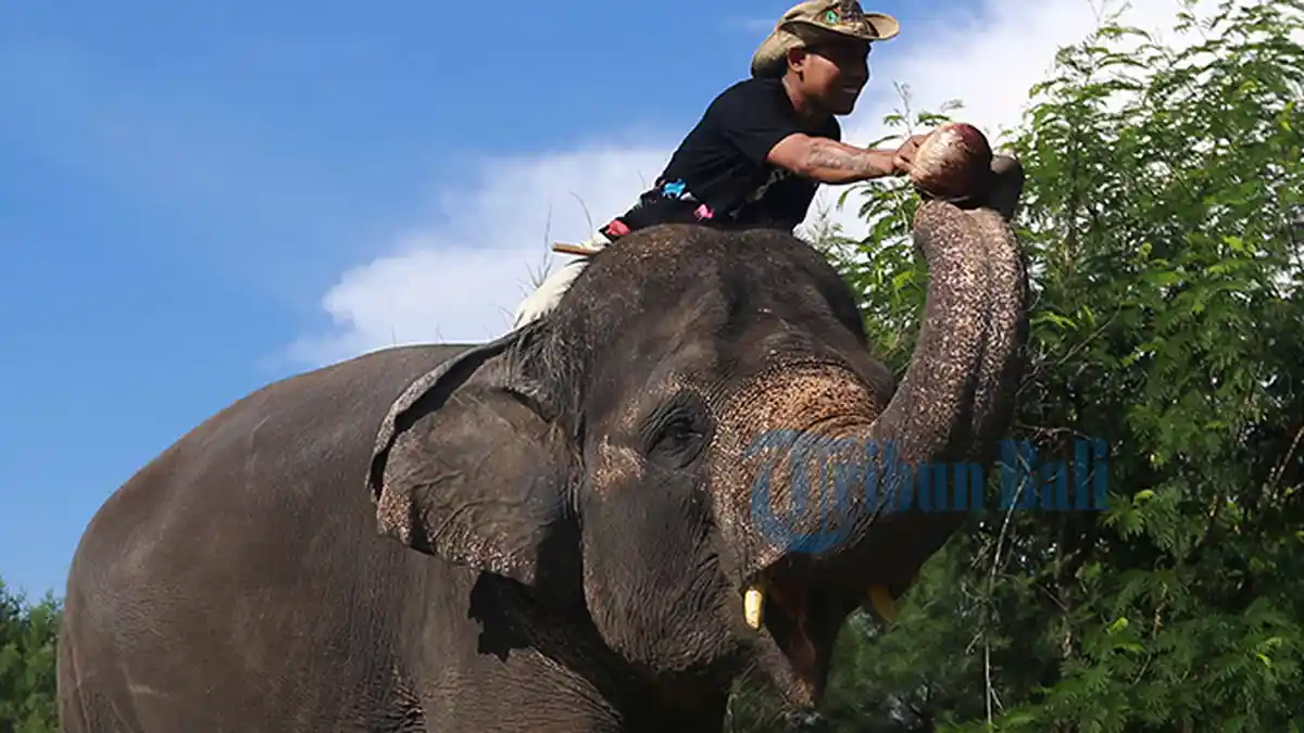 Pertanda Baik! 13 Arti Mimpi Gajah, Dalam Waktu Dekat Akan Ada Kabar Gembira Menghampiri Anda