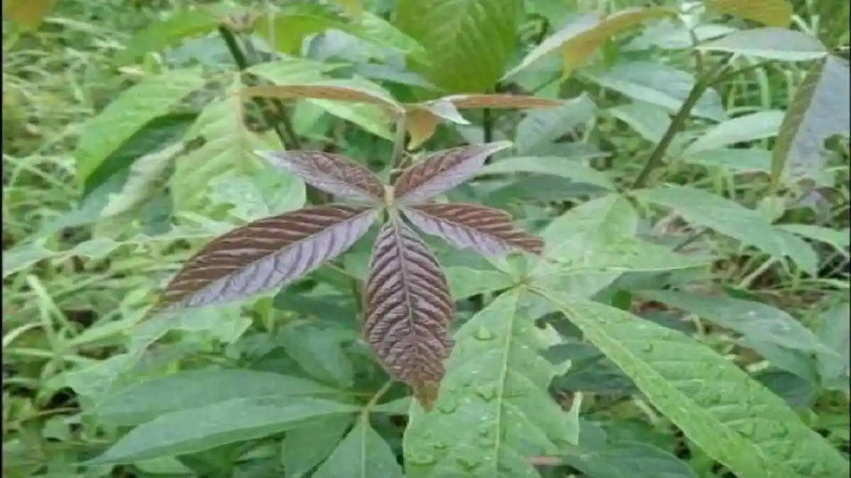 Daun Laban Bisa Dijadikan Obat Virus Corona? Kenali Dahulu Karakteristik Tanaman Ini