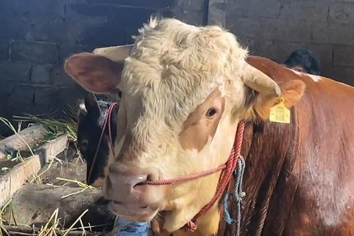 Sapi Kurban Presiden Prabowo di Wonosobo Berbobot 900 Kg, Dijaga 24 Jam Jelang Idul Adha 2025