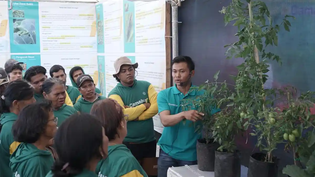 Bayer Kenalkan Camalus di Sumut, Insektisida Baru untuk Kendalikan Hama Hortikultura - Tribun-medan.com