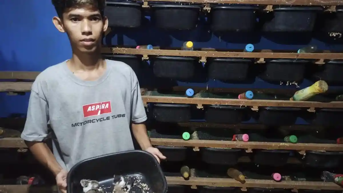 Inilah Kiat-kiat Sukses Budidaya Hamster, Kandang Harus Layak