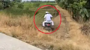 20250531-Viral-diduga-Dedi-Mulyadi-nyungsep-ke-sawah.jpg