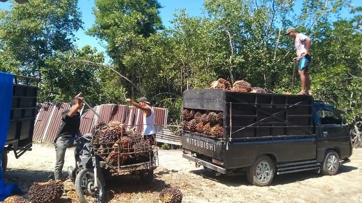 Harga TBS Kelapa Sawit di Tingkat Petani Aceh Singkil Terus Naik 