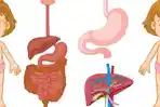 Proses-Pencernaan-Manusia.jpg