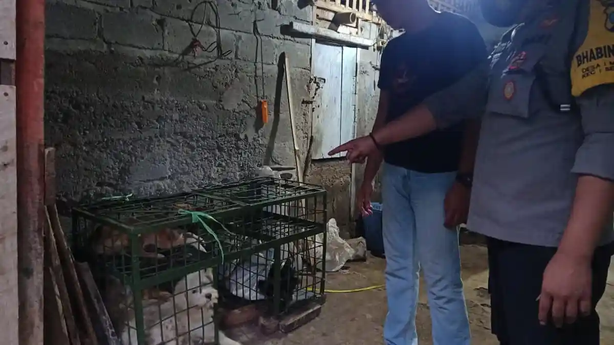 Rumah Jagal Anjing di Blitar Digerebek, Ditemukan 42 Ekor di Kandang