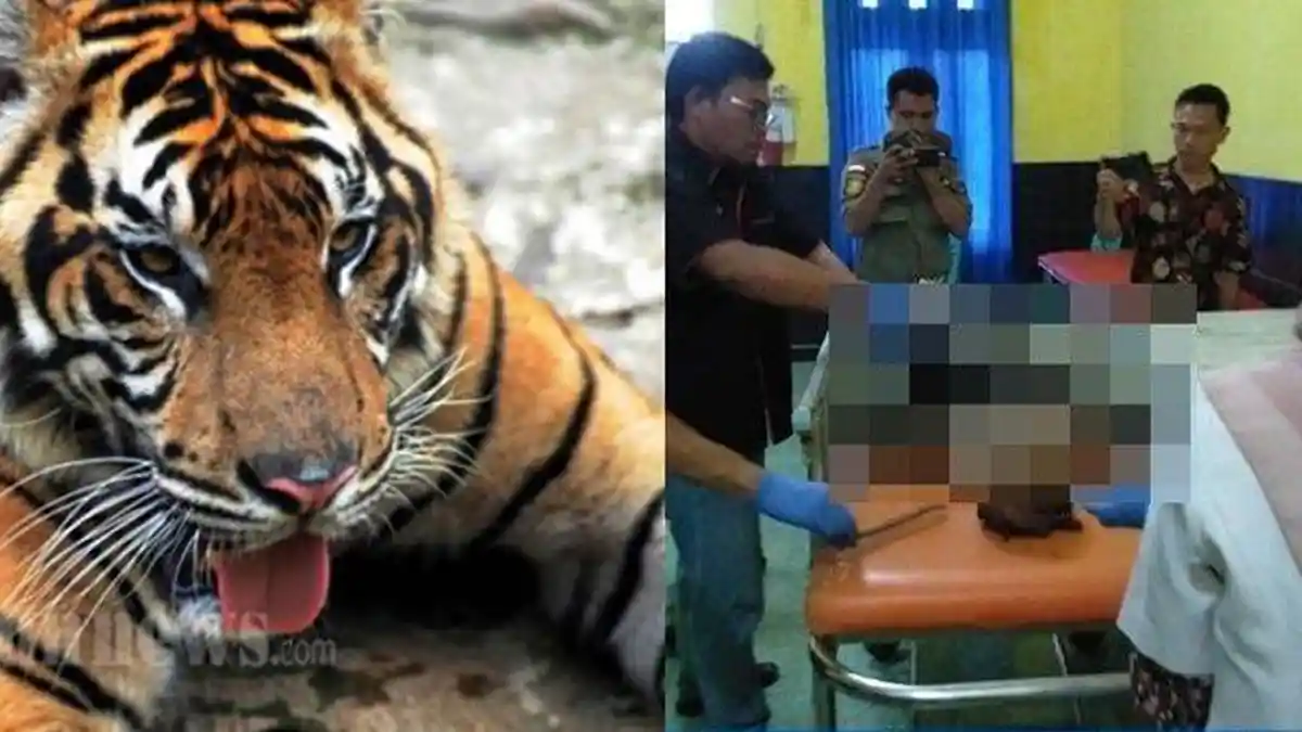 Heboh Serangan Hewan Buas di Sumatera Selatan, Ini Tanggapan BKSDA Jawa Tengah